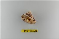 藏品(灰白陸寄居蟹)的圖片